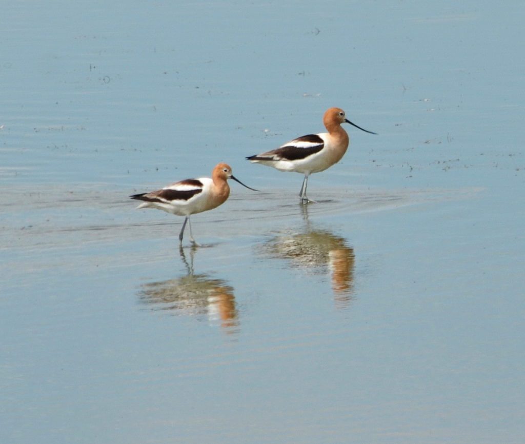 american avocets, saskatchewan