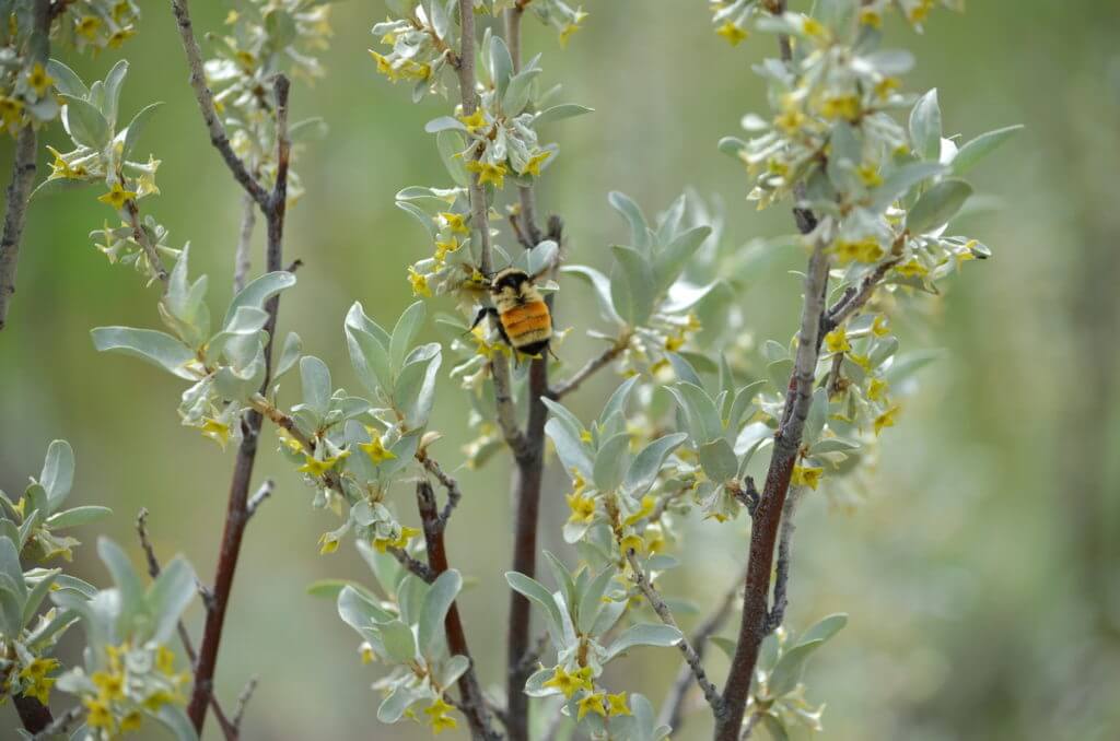 Image of a bee on wolf willow growing on the valley of 1000 devils route, grasslands national park east block, saskatchewan