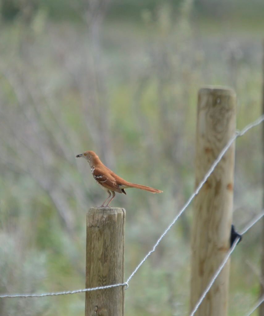 Image of a brown thrasher sitting on a fence post at grasslands national park east block, saskatchewan
