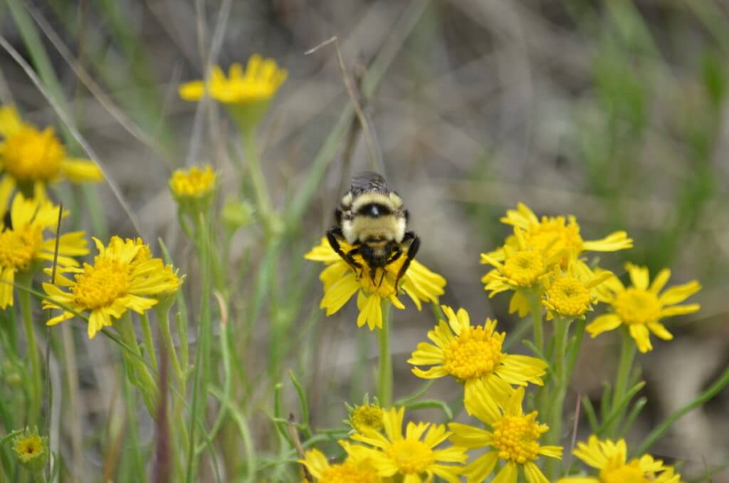 Image of a bee on colorado rubberweed in the valley of 1000 devils in grasslands national park east block, saskatchewan