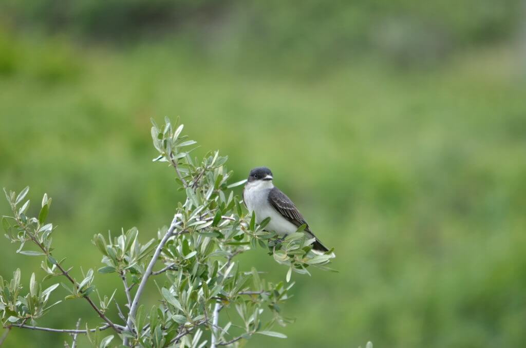 Image of an eastern kingbird sitting on a bush along the valley of 1000 devils route, grasslands national park east block, saskatchewan