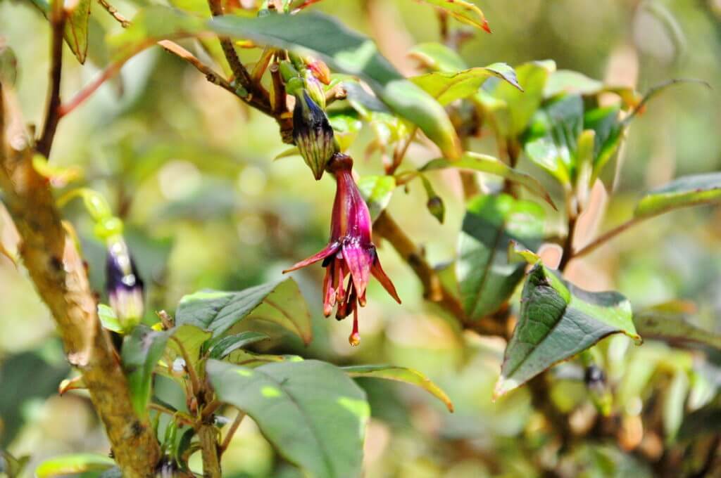 Kōtukutuku, a species of Fuchsia plant, fiordland national park, south island, new zealand