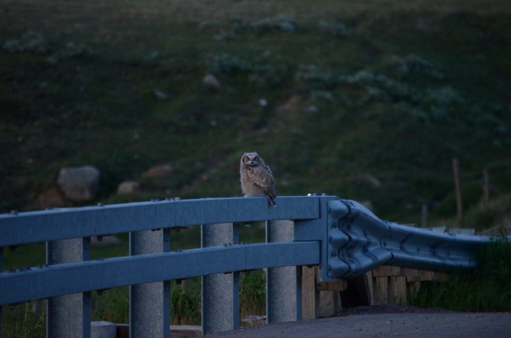 a great horned owlet at dusk, saskatchewan
