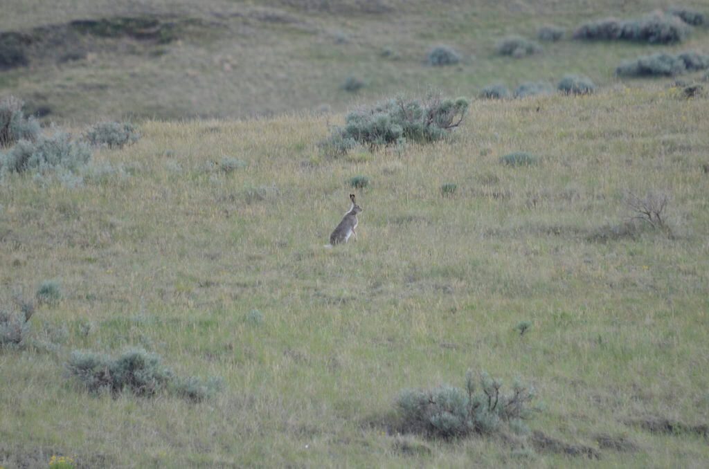 Image of a jackrabbit along the valley of 1000 devils route, grasslands national park east block, saskatchewan