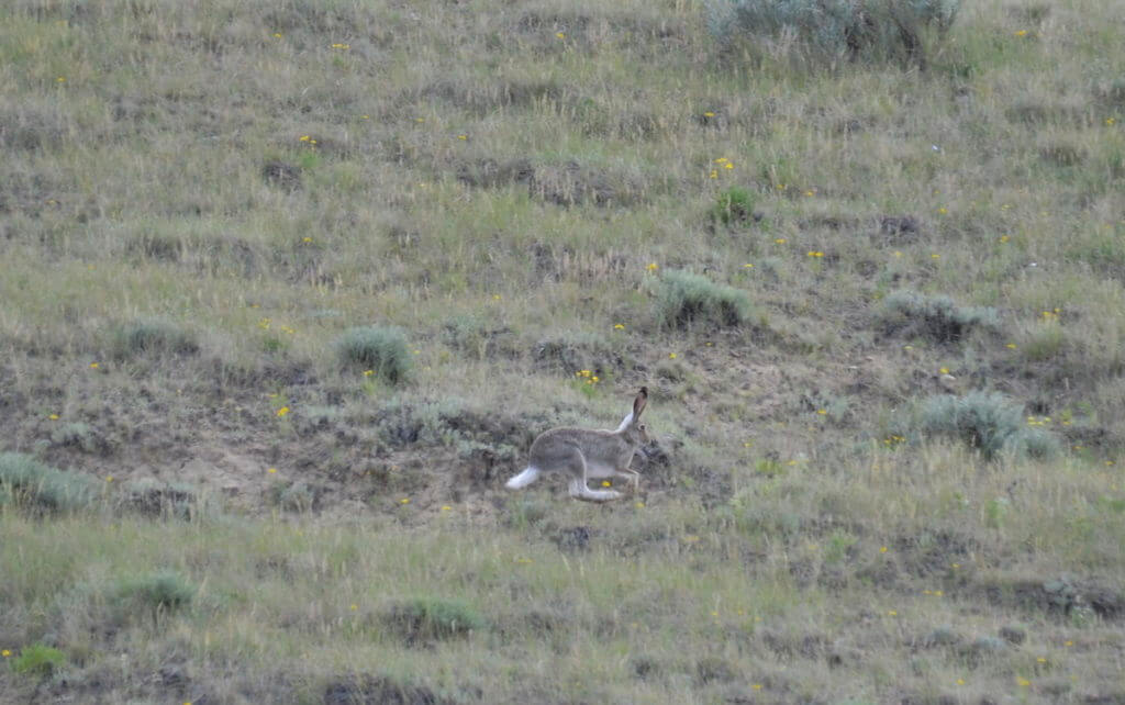 Image of a jackrabbit running along the valley of 1000 devils route, grasslands national park east block, saskatchewan