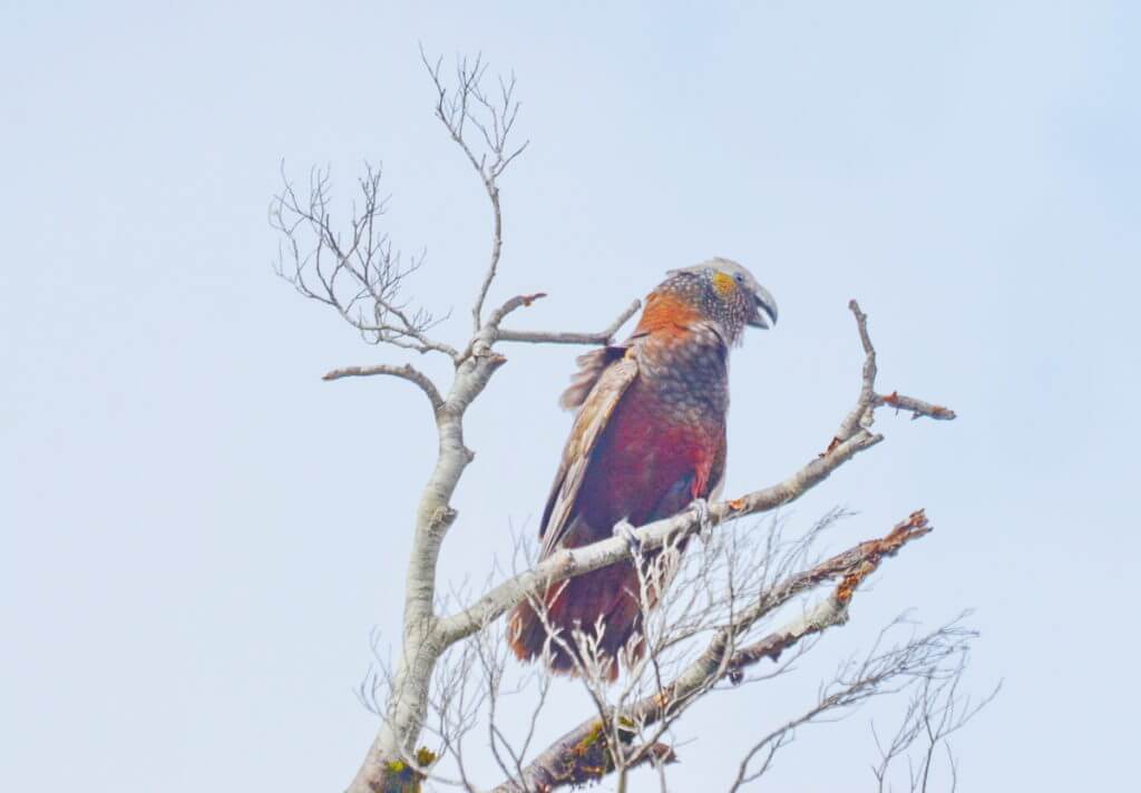 a a kaka parrot, fiordland national park, south island, new zealand
