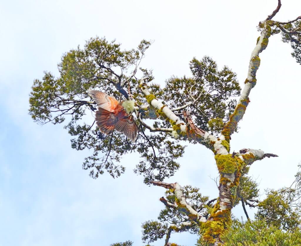a kaka parrot, fiordland national park, south island, new zealand