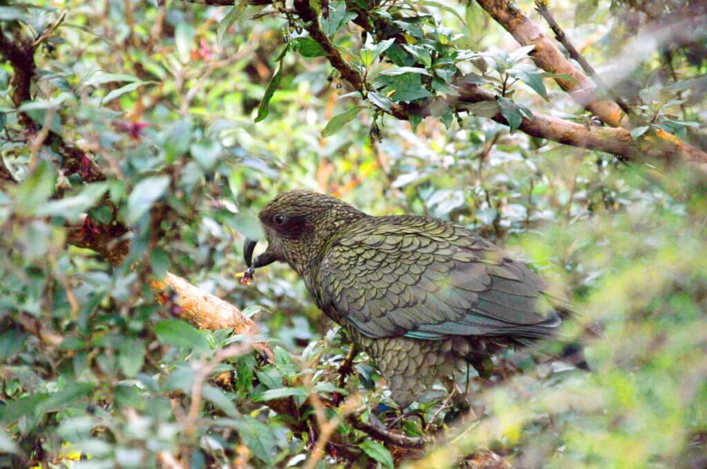 a kea parrot eating flowers, fiordland national park, south island, new zealand