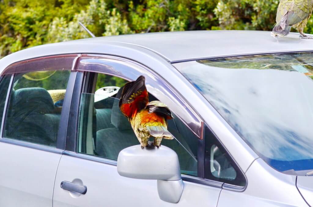 a kea parrot on a car, fiordland national park, south island, new zealand