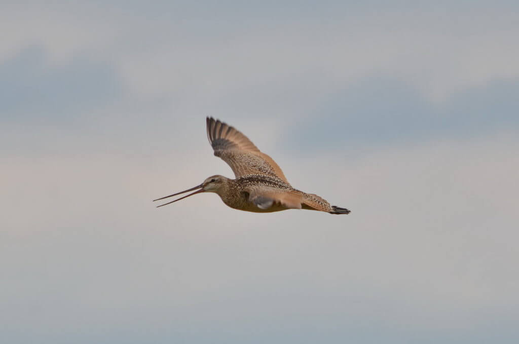 a marbled godwit in flight, saskatchewan