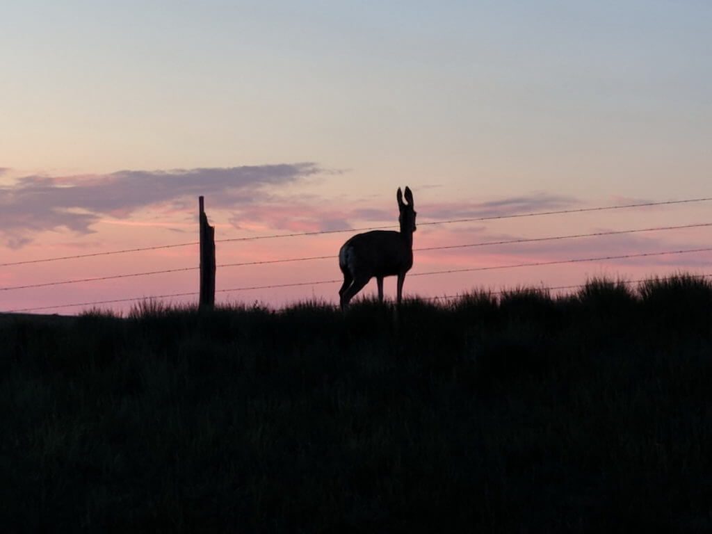 a mule deer in silhouette against a pink sky, saskatchewan