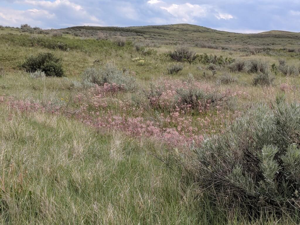 Image of the prairie smoke wildflowers growing along the valley of 1000 devils route, grasslands national park east block, saskatchewan