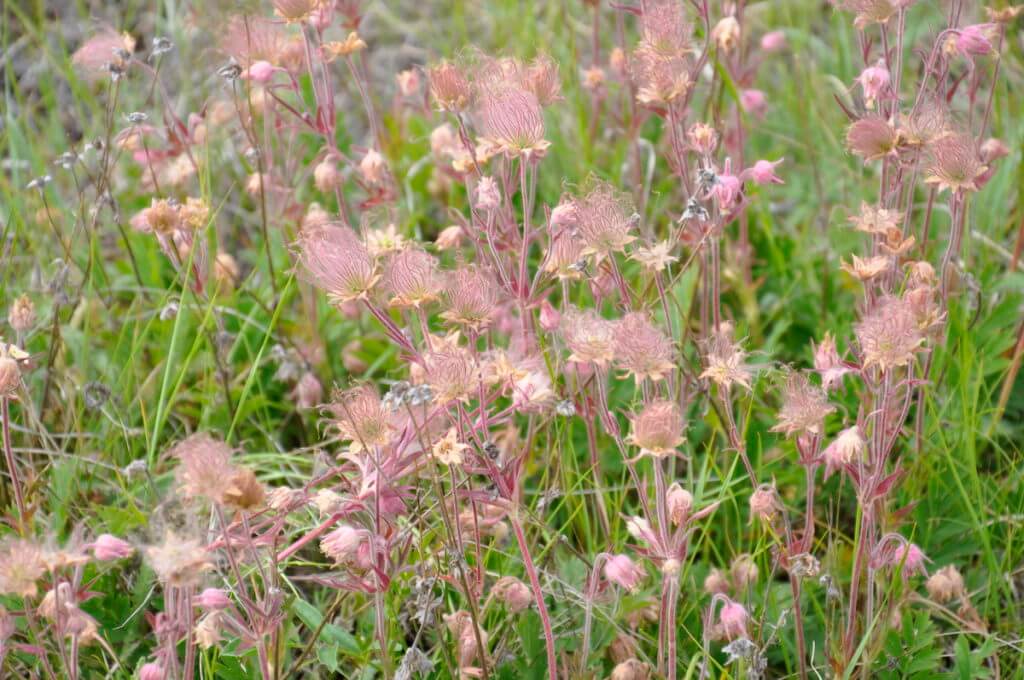 prairie smoke wildflowers, valley of 1000 devils route, grasslands national park east block, saskatchewan