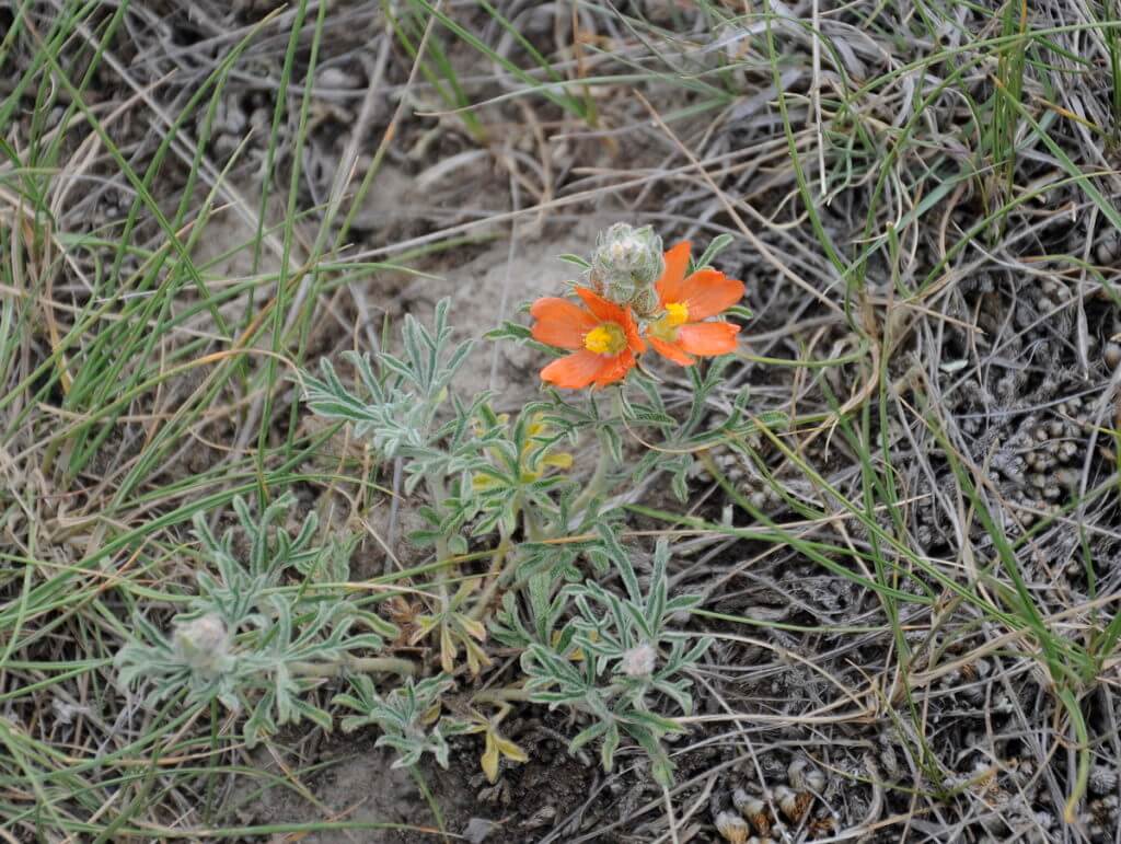Image of the scarlet mallow wildflowers, valley of 1000 devils route, grasslands national park east block, saskatchewan