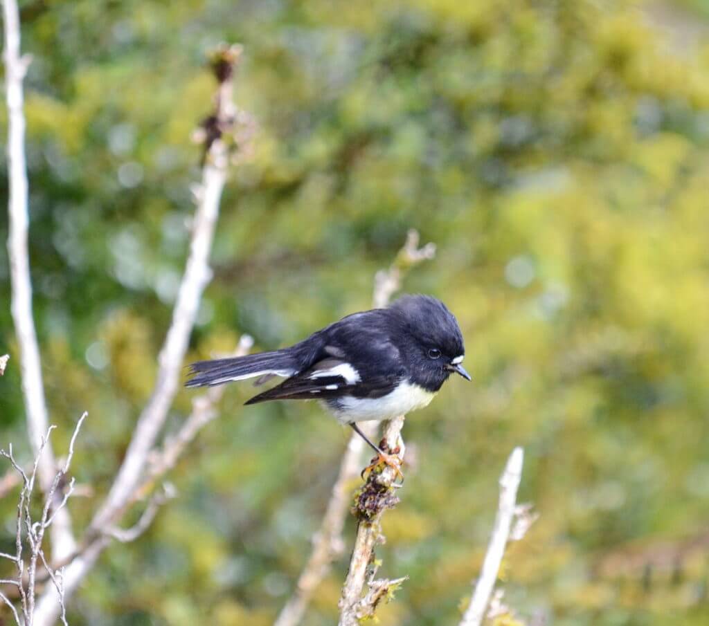 a south island tomtit, fiordland ntnl park, south island, new zealand