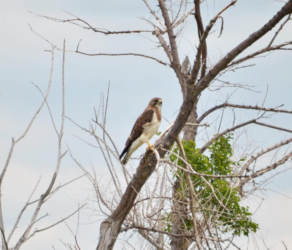 a swainson's hawk, saskatchewan