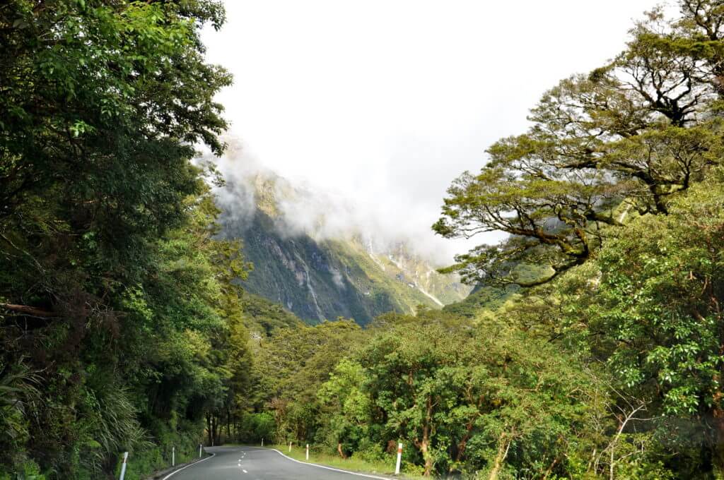 mountains and trees, fiordland national park, south island, new zealand