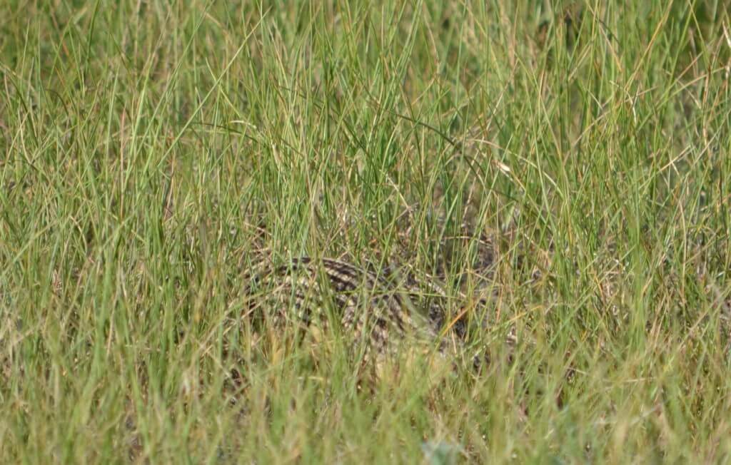 Image of a thirteen-lined ground squirre in grass along the valley of 1000 devils route, grasslands national park east block, saskatchewan