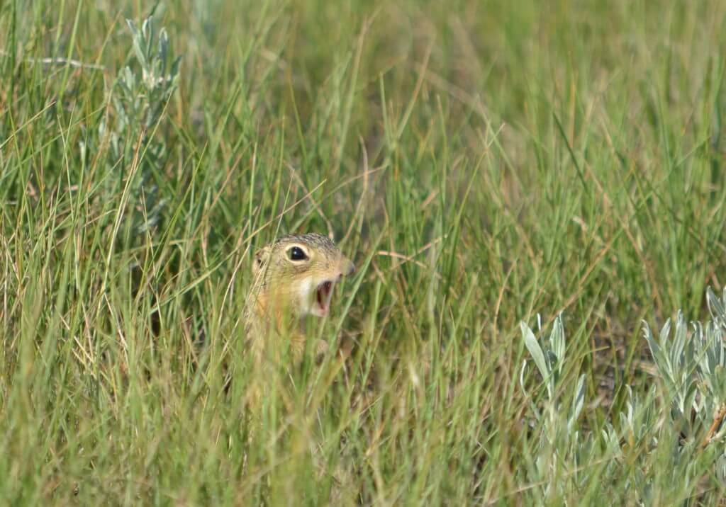 Image of a thirteen-lined ground squirrel along the valley of 1000 devils route, grasslands national park east block, saskatchewan