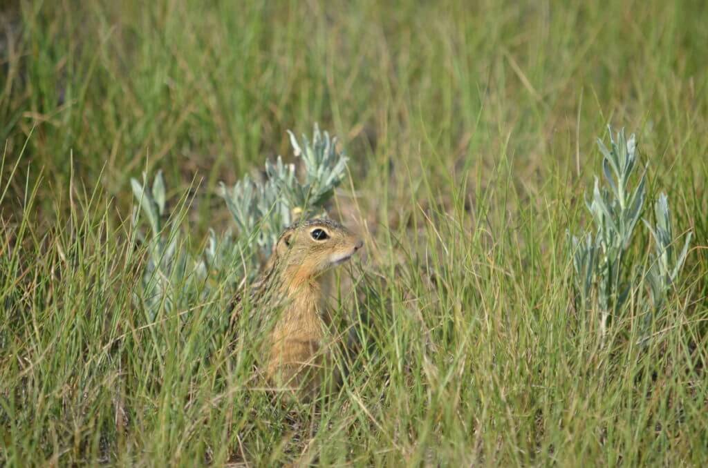 Image of a thirteen-lined ground squirrel along the valley of 1000 devils route, grasslands national park east block, saskatchewan