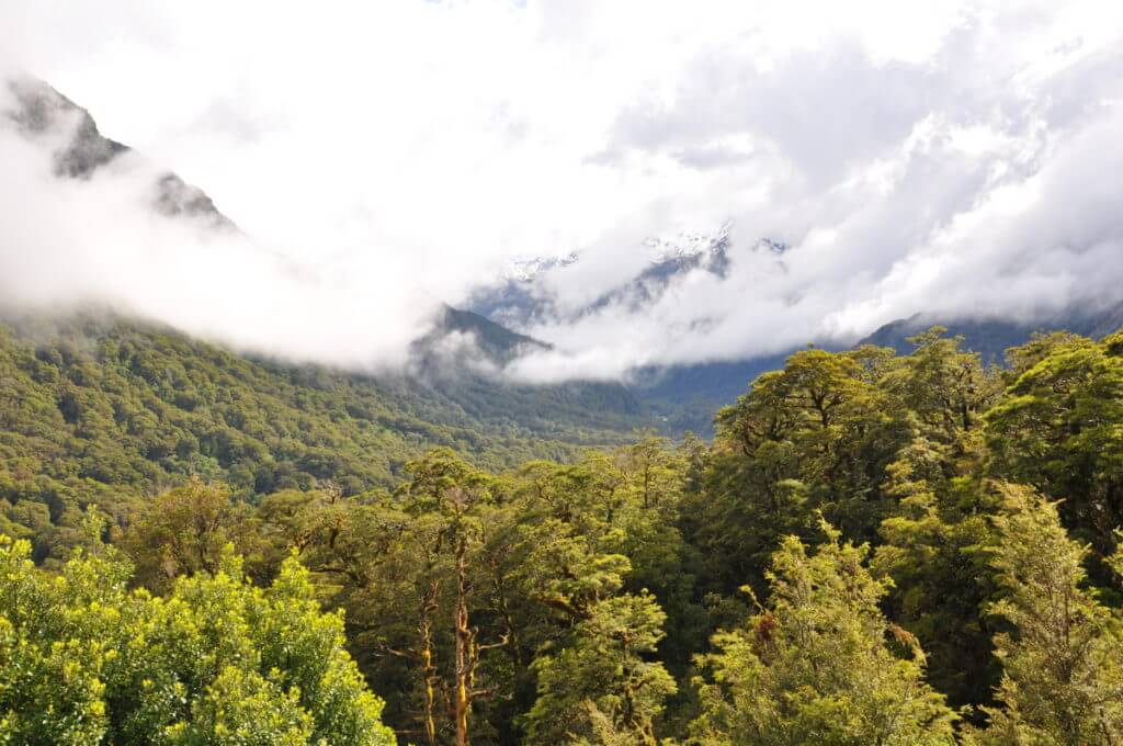 view at kaka creek, fiordland national park, south island, new zealand