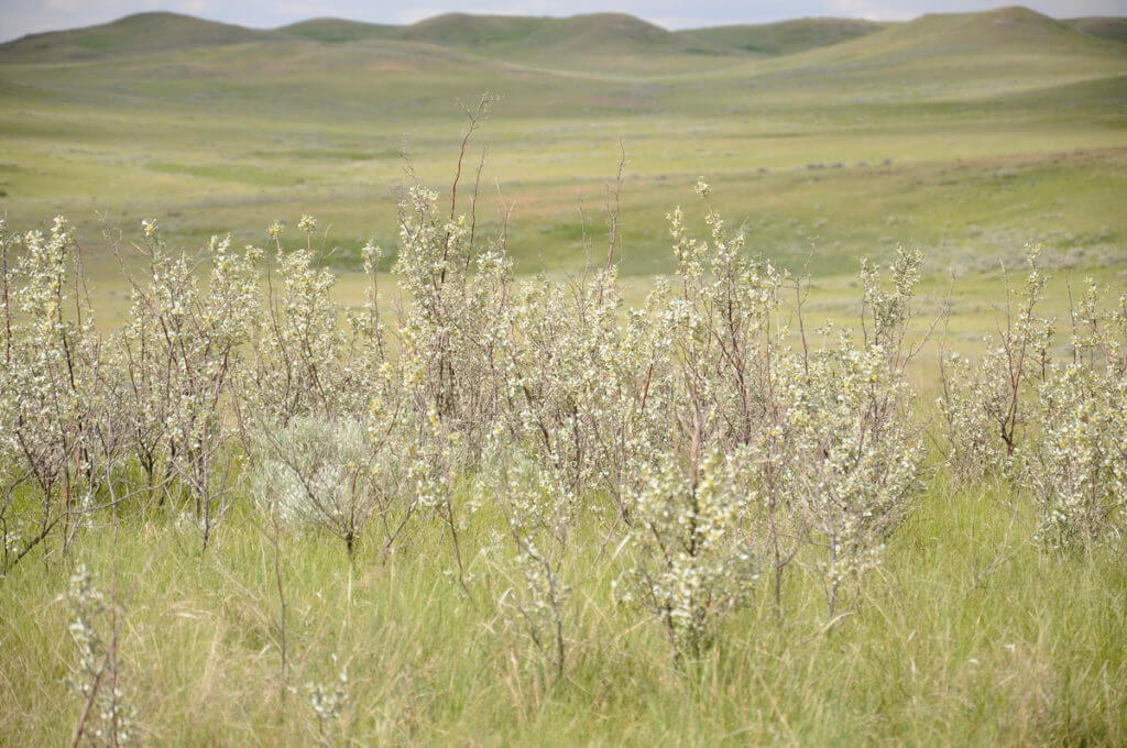 Image of wolf willow growing on the valley of 1000 devils route, grasslands national park east block, saskatchewan