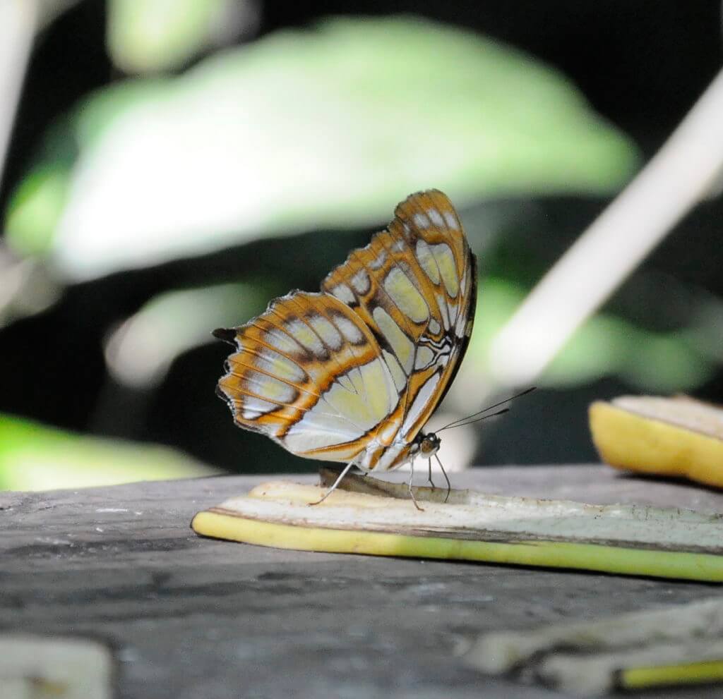 a malachite butterfly, ecocentro danaus, la fortuna, costa rica