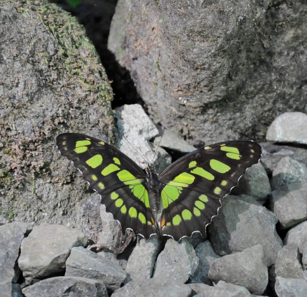 a malachite butterfly, ecocentro danaus, la fortuna, costa rica