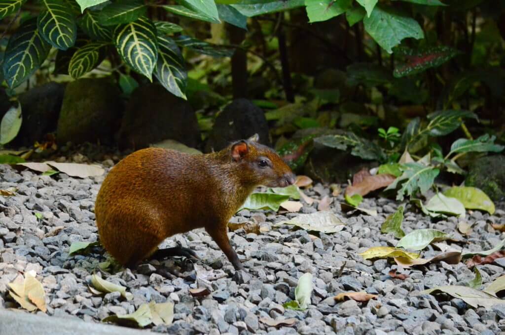an agouti, ecocentro danaus, la fortuna, costa rica