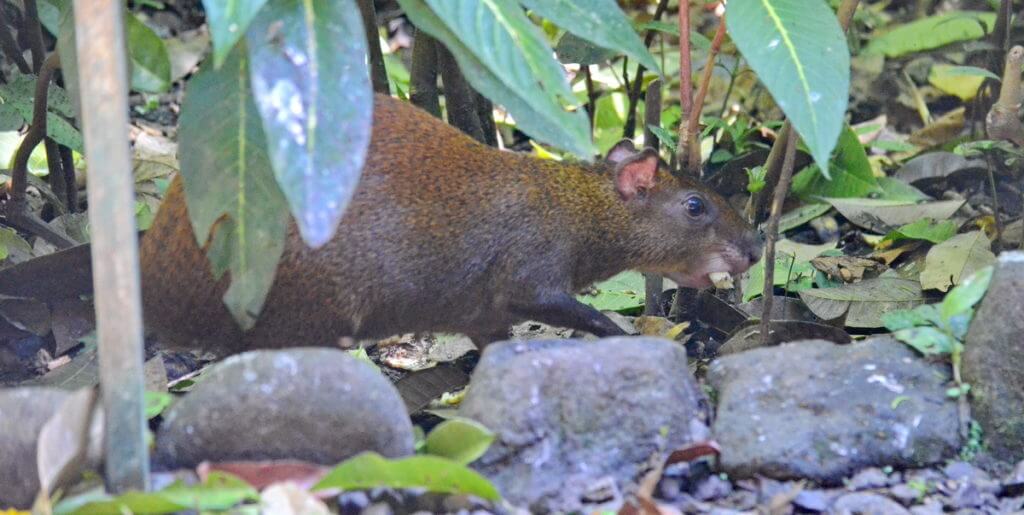 an agouti, ecocentro danaus, la fortuna, costa rica
