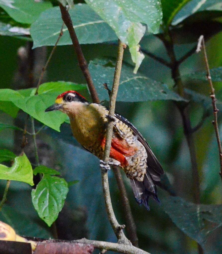 a male black-cheeked woodpecker, ecocentro danaus, la fortuna, costa rica