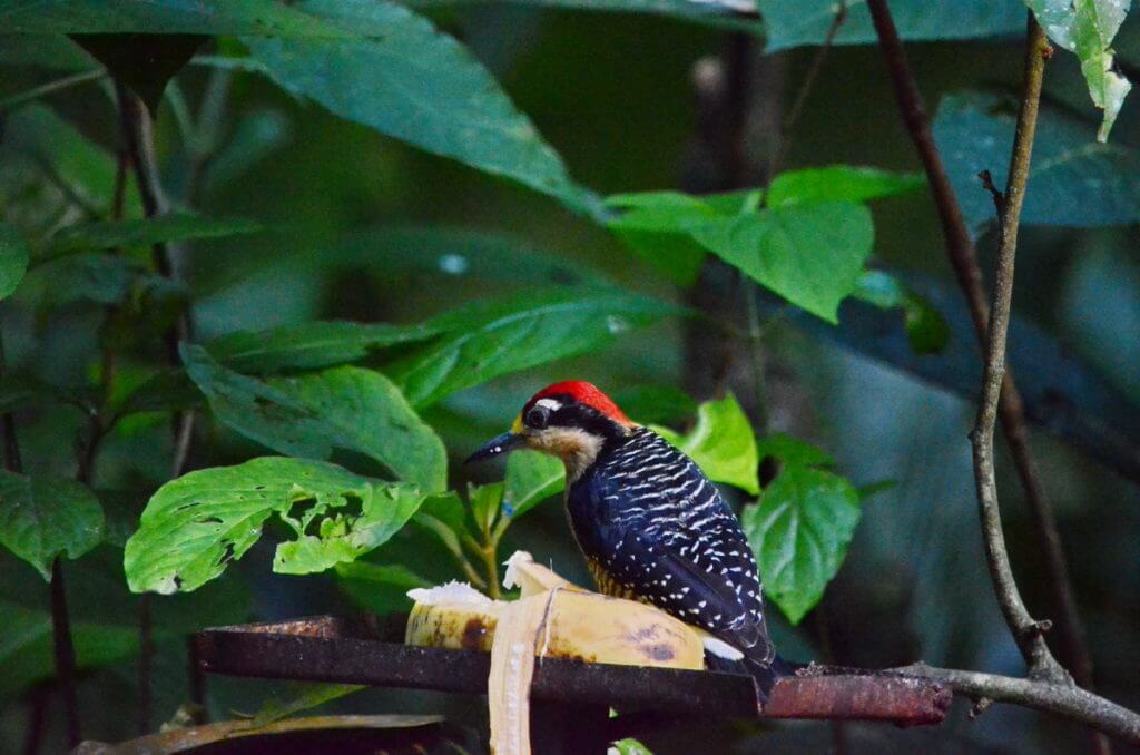 a male black-cheeked woodpecker, ecocentro danaus, la fortuna, costa rica