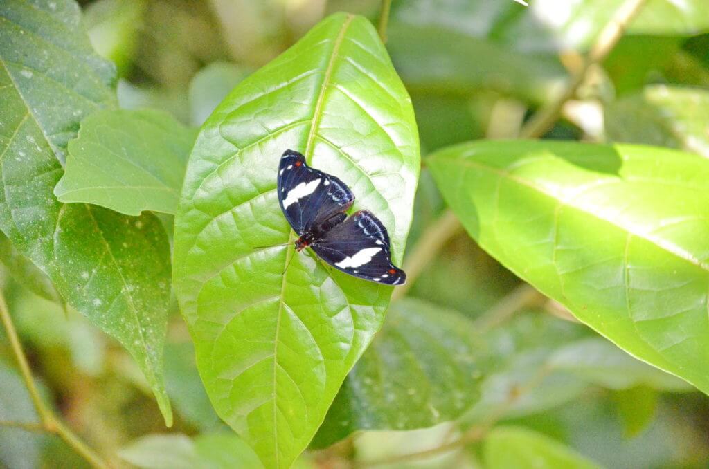 a blue-frosted banner butterfly, ecocentro danaus, la fortuna, costa rica