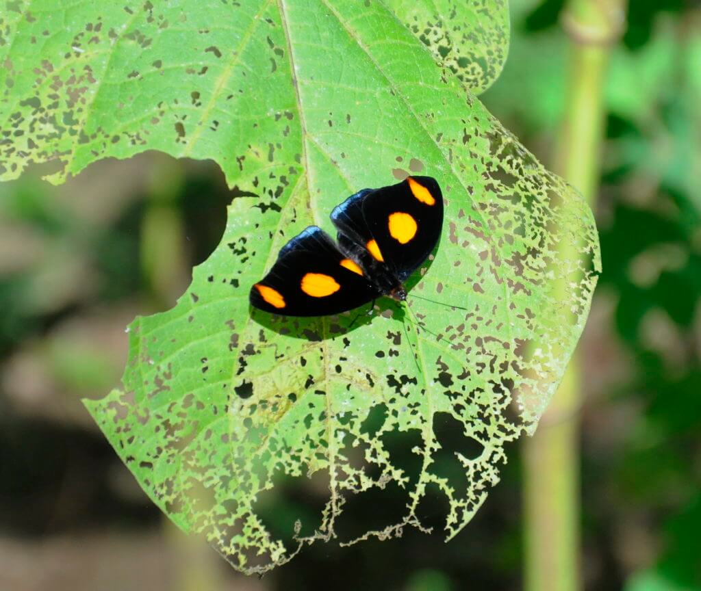a male blue-frosted banner butterfly, ecocentro danaus, la fortuna, costa rica