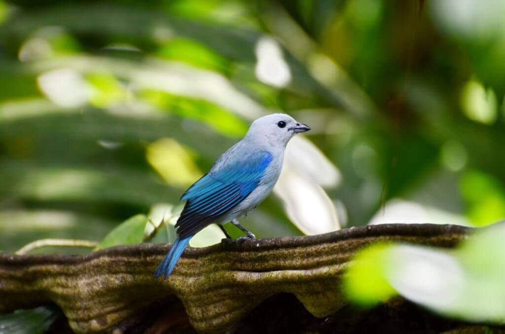 a blue-gray tanager, ecocentro danaus, la fortuna, costa rica