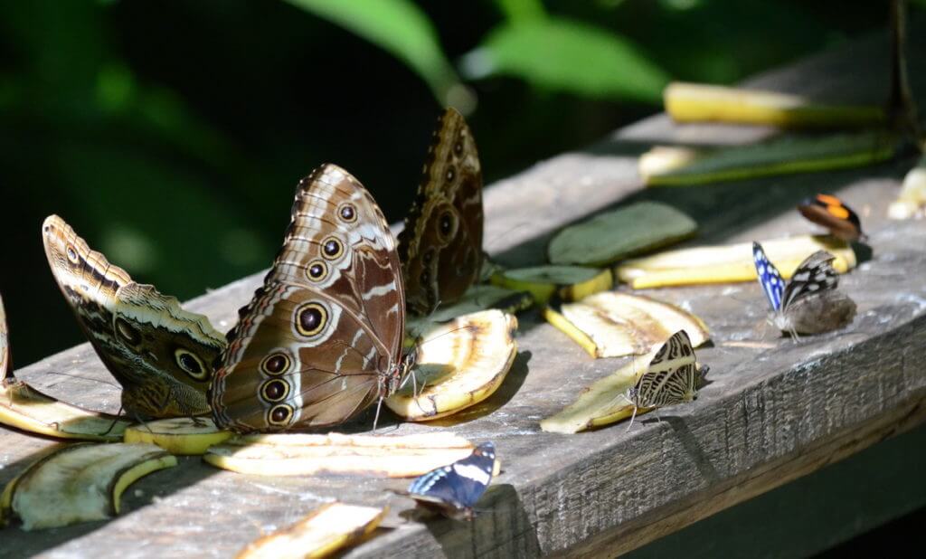 butterflies, ecocentro danaus, la fortuna, costa rica
