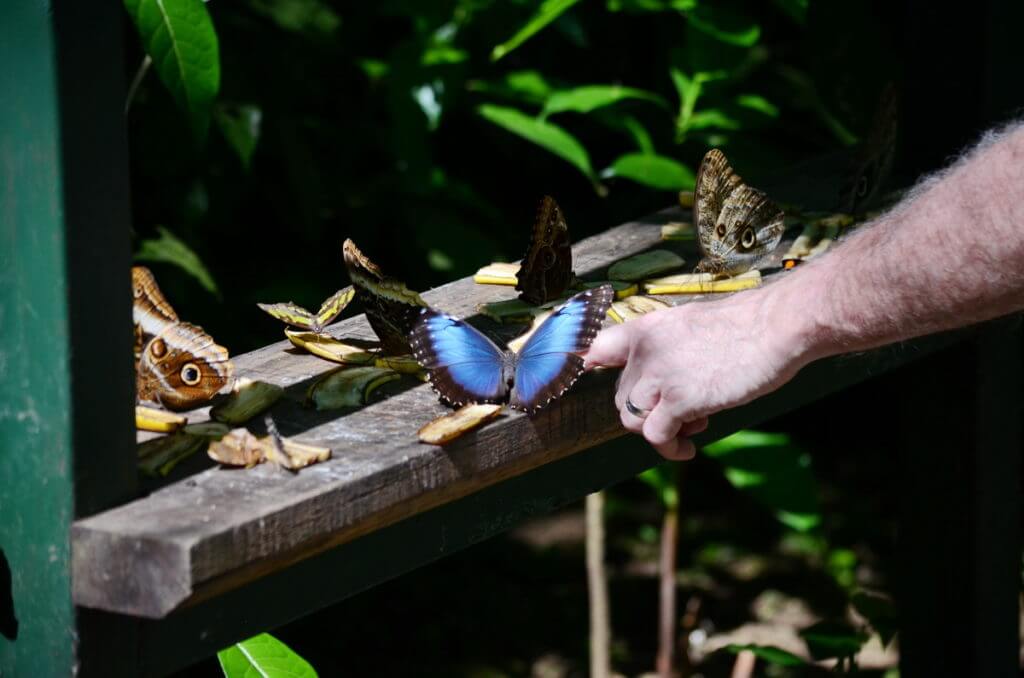 a blue morpho butterfly, ecocentro danaus, la fortuna, costa rica