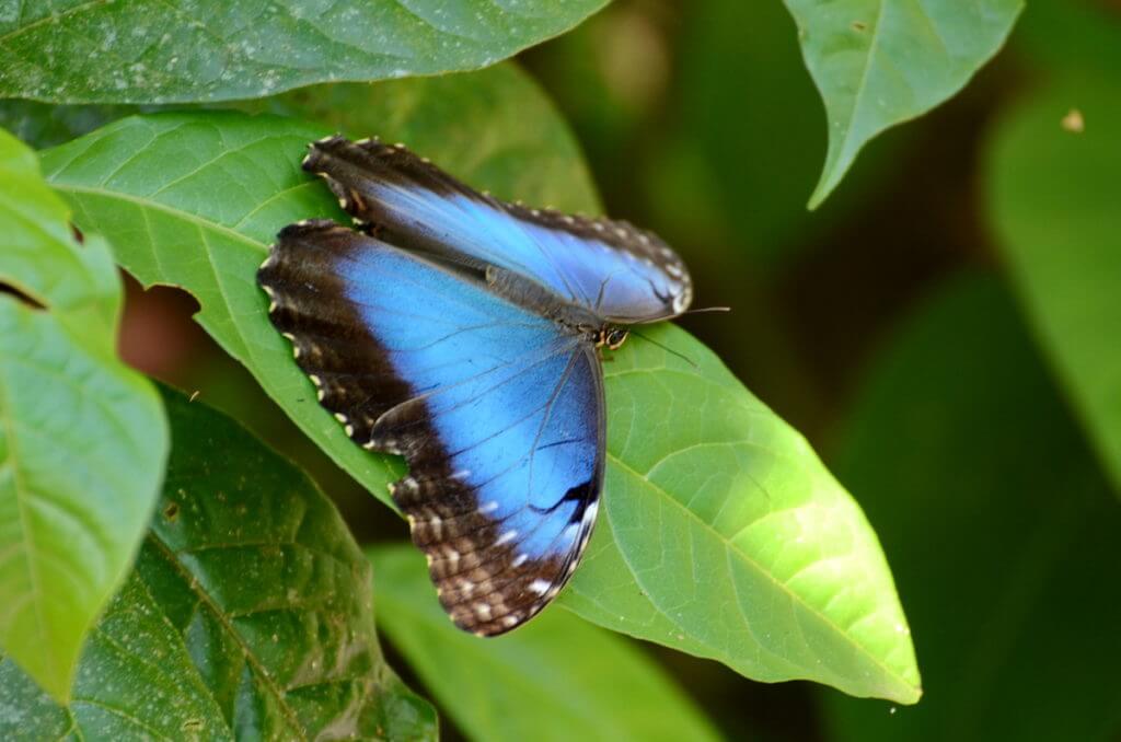 a blue morpho butterfly, ecocentro danaus, la fortuna, costa rica