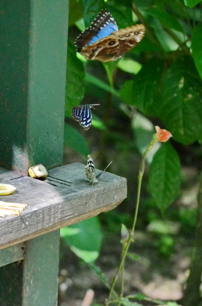 a blue morpho butterfly, ecocentro danaus, la fortuna, costa rica