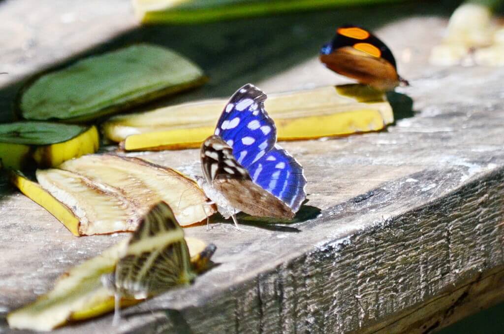 blue wave butterfly, ecocentro danaus, la fortuna, costa rica