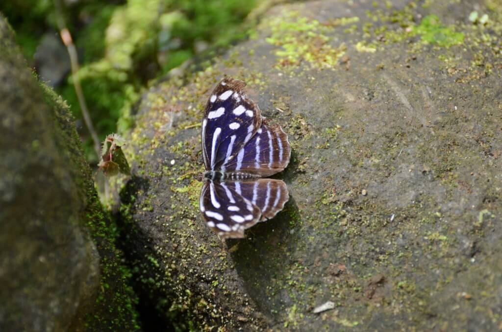 a blue wave butterfly, ecocentro danaus, la fortuna, costa rica