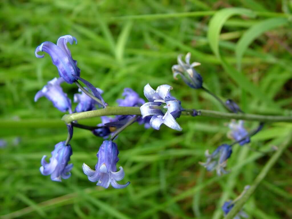 bluebells, glenariff forest park, northern ireland