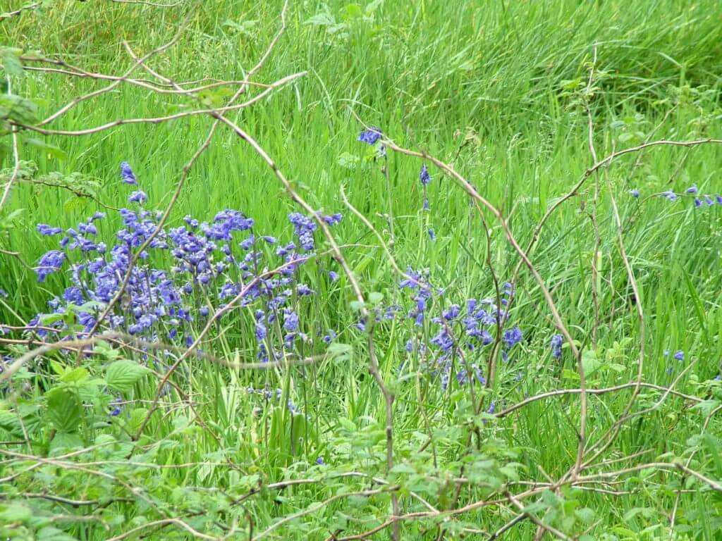 bluebells, glenariff forest park, northern ireland