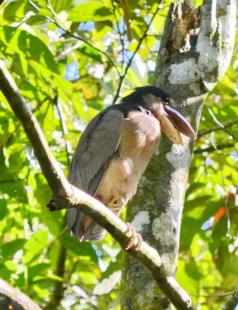 a boat-billed heron, ecocentro danaus, la fortuna, costa rica