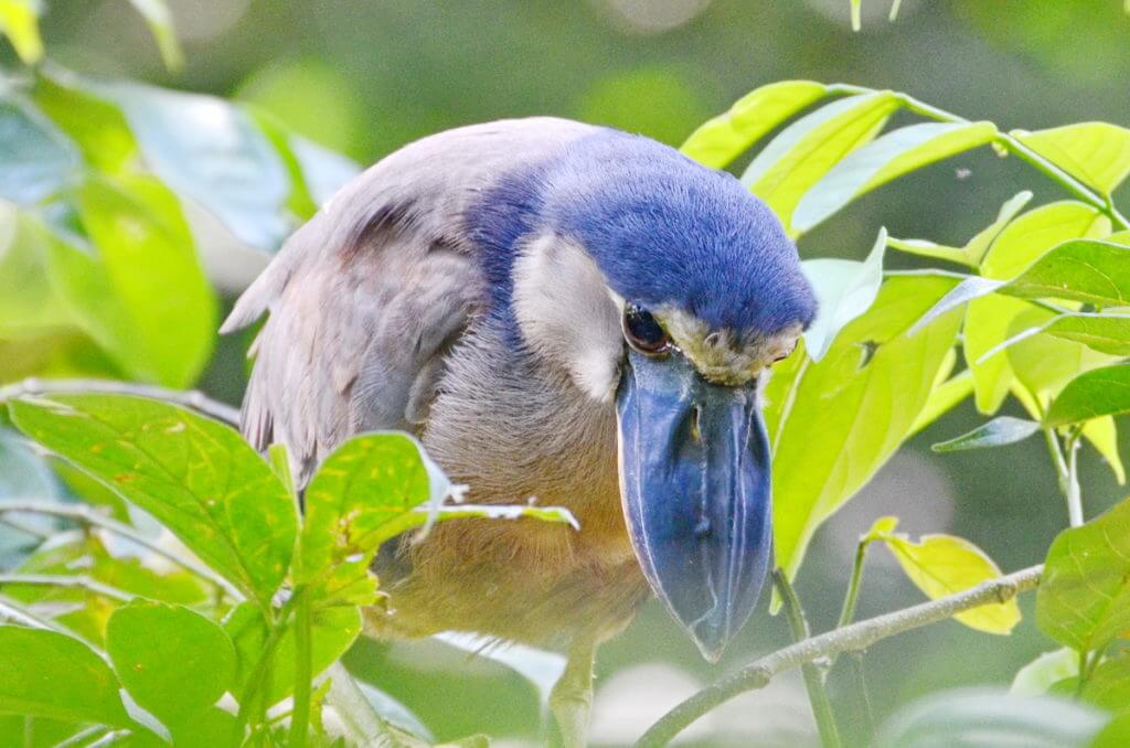 a boat-billed heron, ecocentro danaus, la fortuna, costa rica