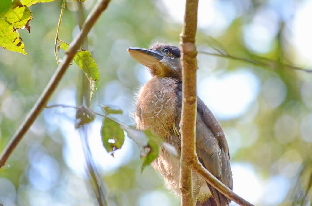 a young boat-billed heron, ecocentro danaus, la fortuna, costa rica