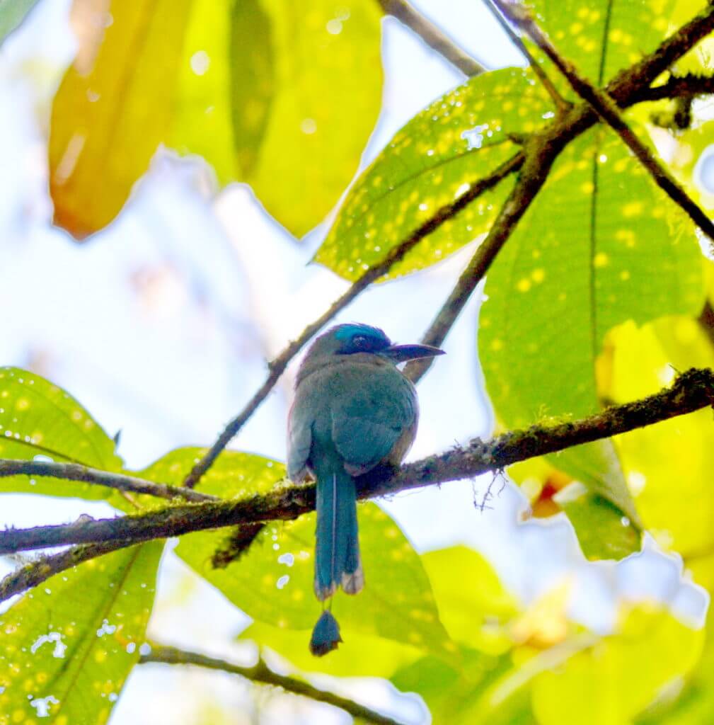 a broad-billed motmot, ecocentro danaus, la fortuna, costa rica