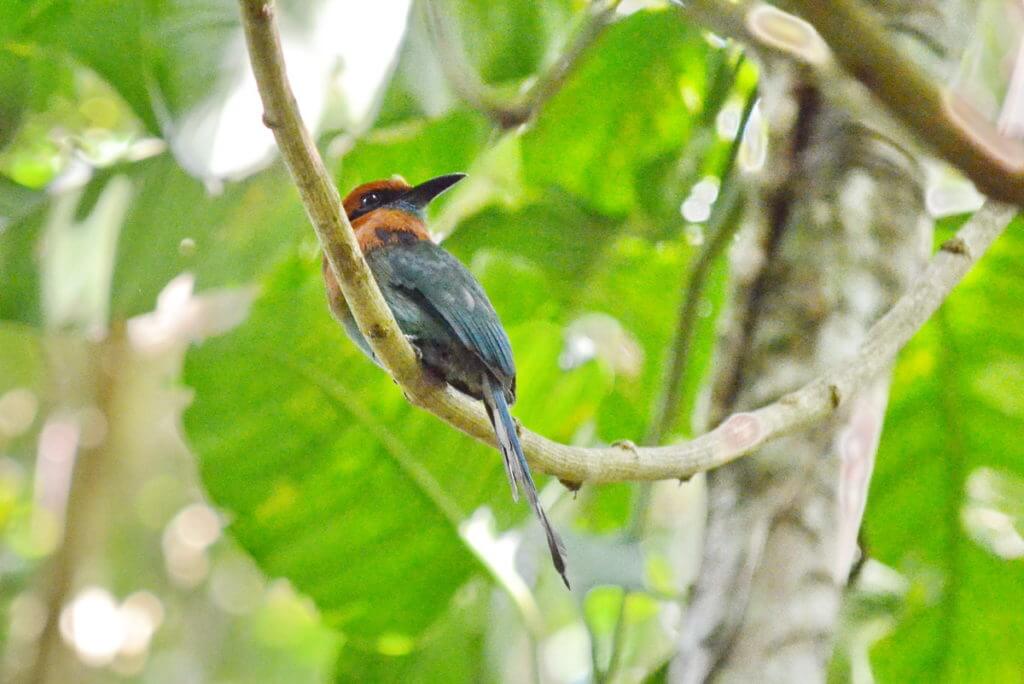 a broad-billed motmot, ecocentro danaus, la fortuna, costa rica