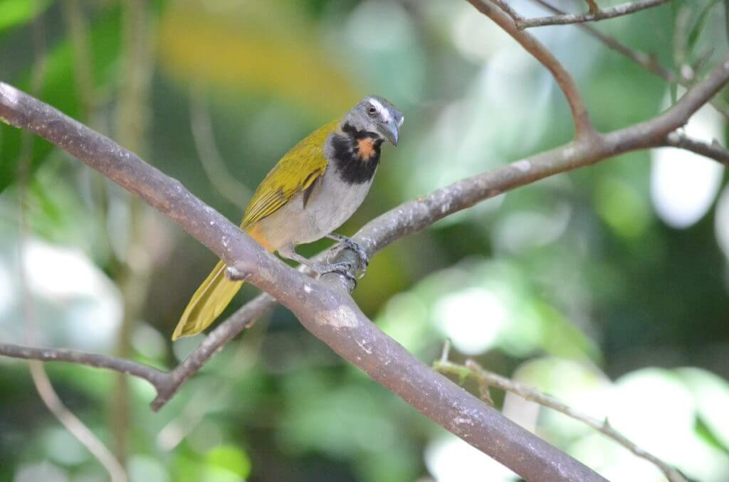a buff-throated saltator, ecocentro danaus, la fortuna, costa rica