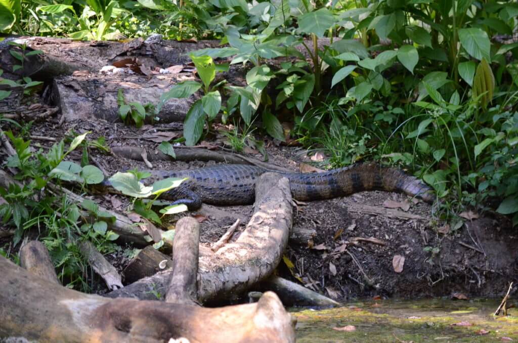 a caiman, ecocentro danaus, la fortuna, costa rica